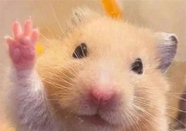 Meme Hamster Say Hi (1)