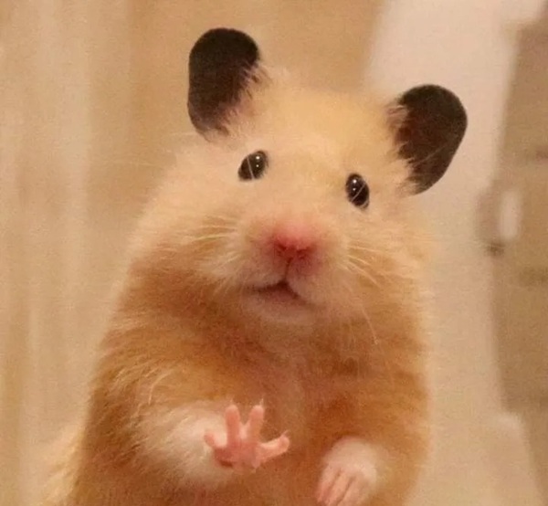 Meme Hamster Say Hi (11)