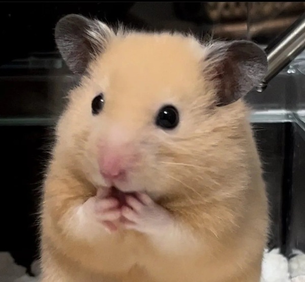 Meme Hamster Say Hi (12)