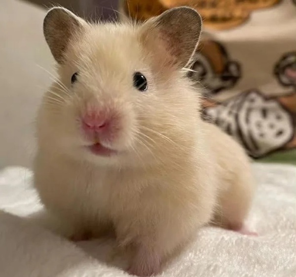 Meme Hamster Say Hi (13)