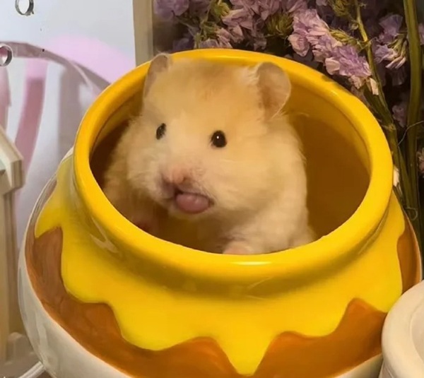 Meme Hamster Say Hi (14)