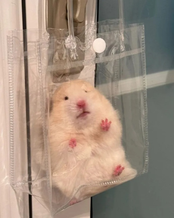Meme Hamster Say Hi (15)