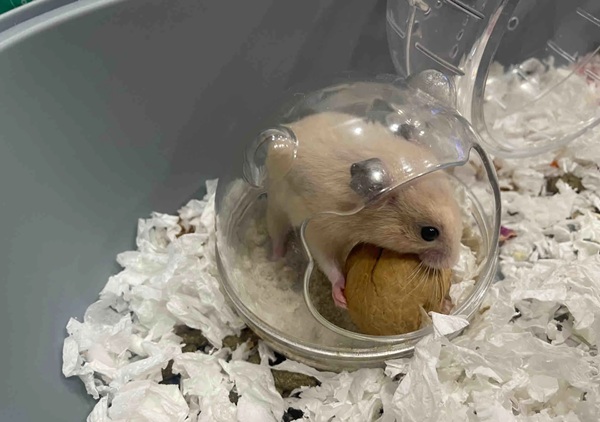 Meme Hamster Say Hi (16)