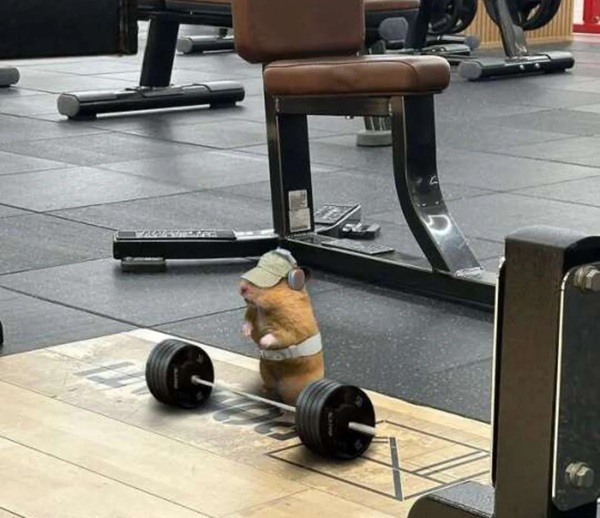 Meme Hamster Say Hi (17)