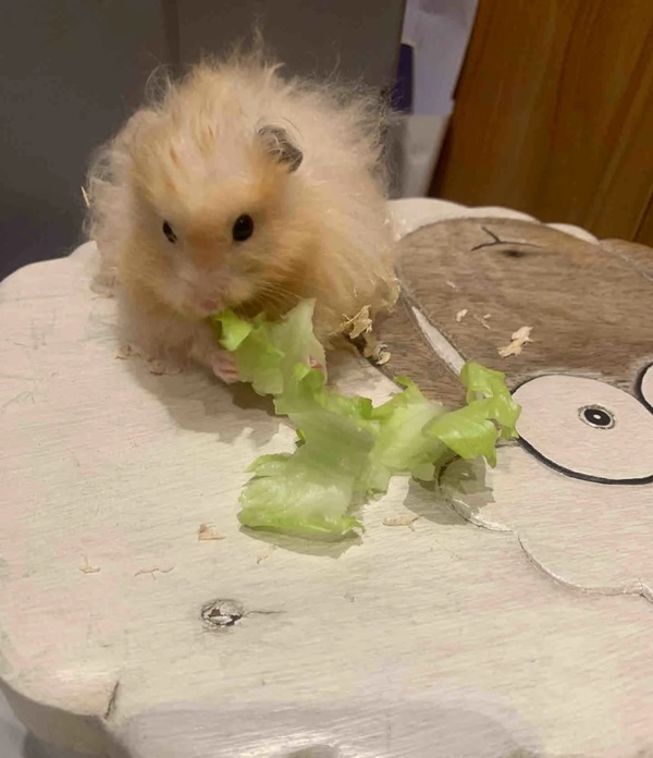 Meme Hamster Say Hi (18)