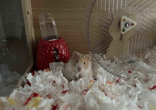 Meme Hamster Say Hi (19)