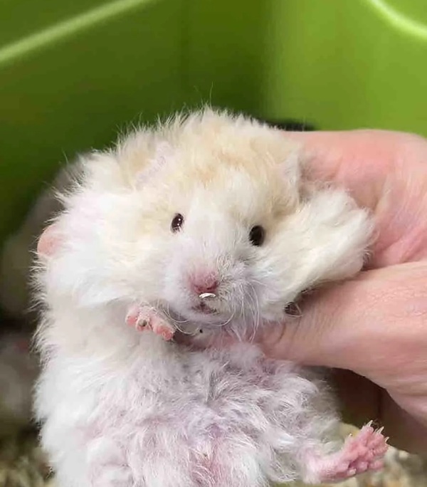 Meme Hamster Say Hi (2)