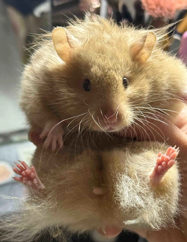 Meme Hamster Say Hi (20)