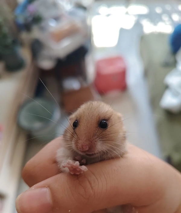 Meme Hamster Say Hi (21)