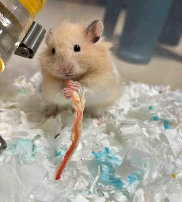 Meme Hamster Say Hi (22)