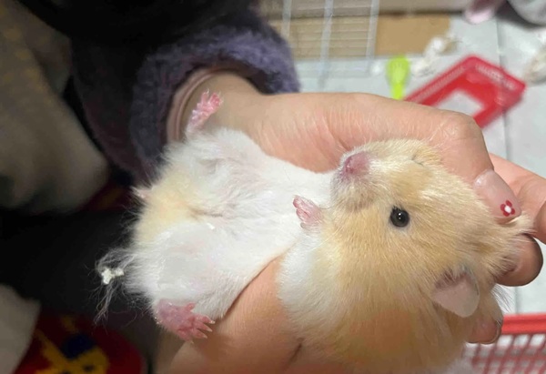 Meme Hamster Say Hi (23)