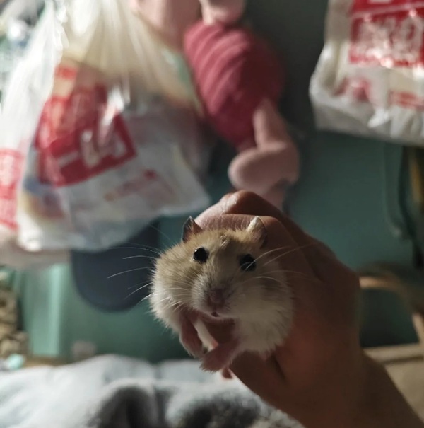 Meme Hamster Say Hi (24)