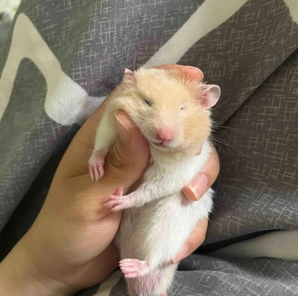 Meme Hamster Say Hi (25)