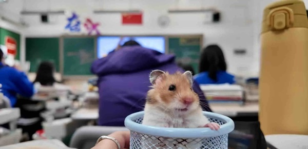 Meme Hamster Say Hi (26)