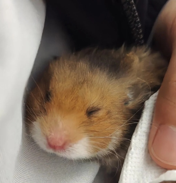 Meme Hamster Say Hi (27)