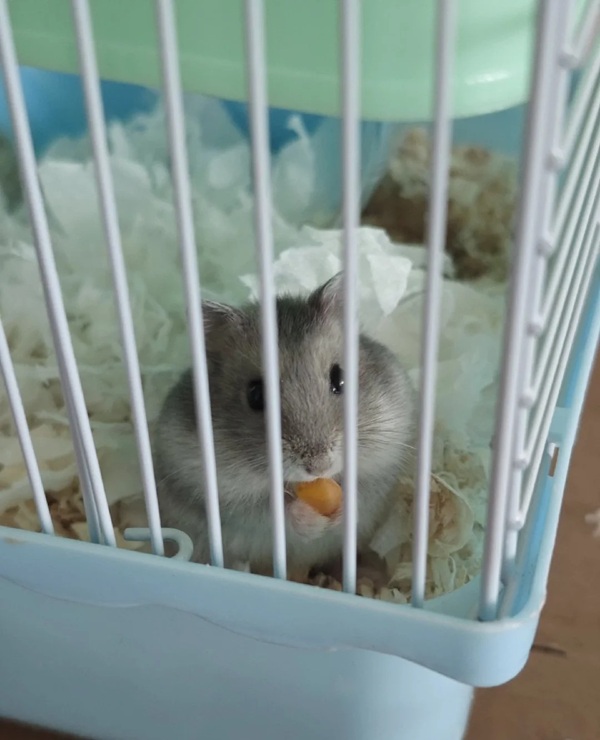 Meme Hamster Say Hi (28)