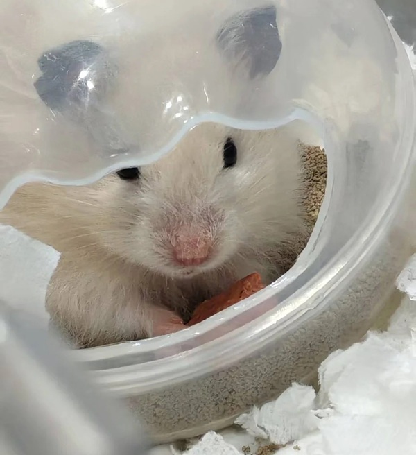 Meme Hamster Say Hi (29)