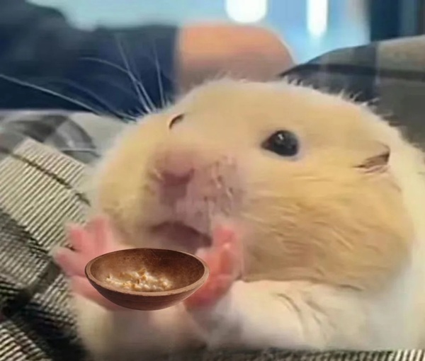 Meme Hamster Say Hi (3)