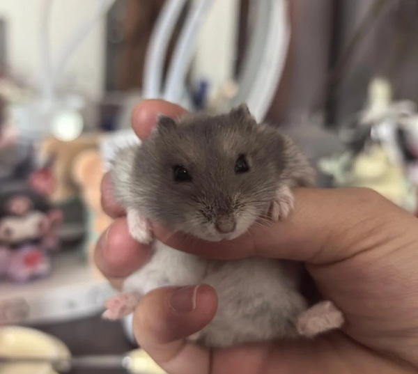 Meme Hamster Say Hi (30)