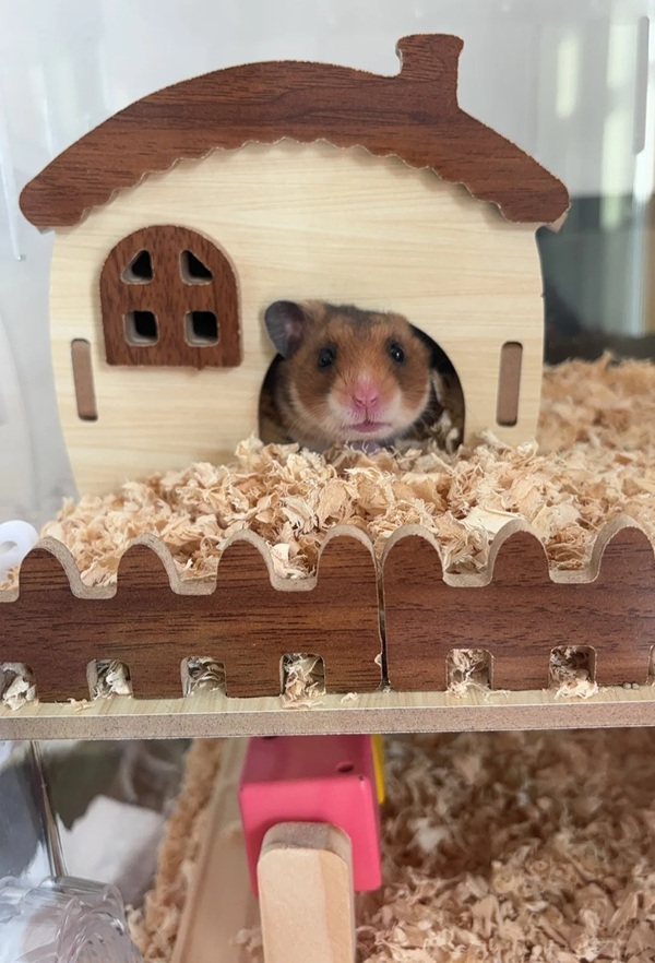 Meme Hamster Say Hi (31)