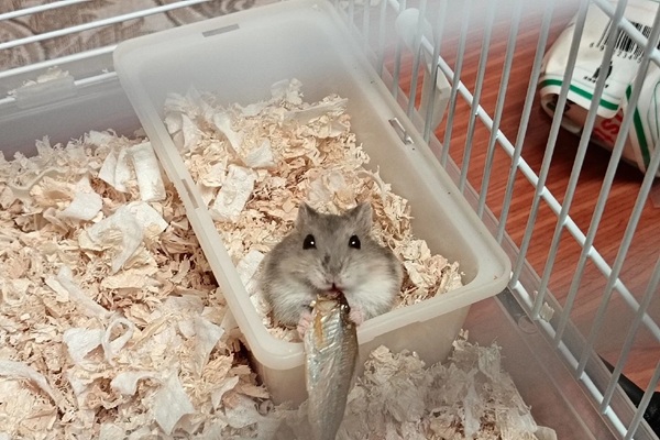 Meme Hamster Say Hi (32)