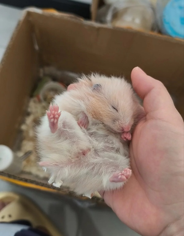 Meme Hamster Say Hi (33)