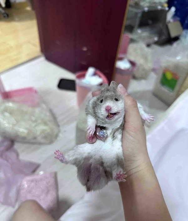 Meme Hamster Say Hi (34)