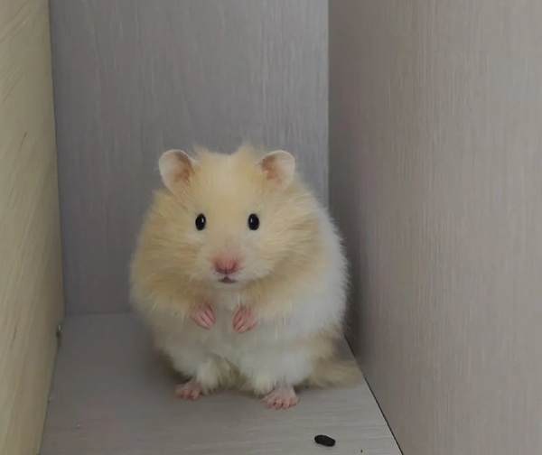 Meme Hamster Say Hi (35)