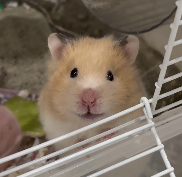 Meme Hamster Say Hi (36)