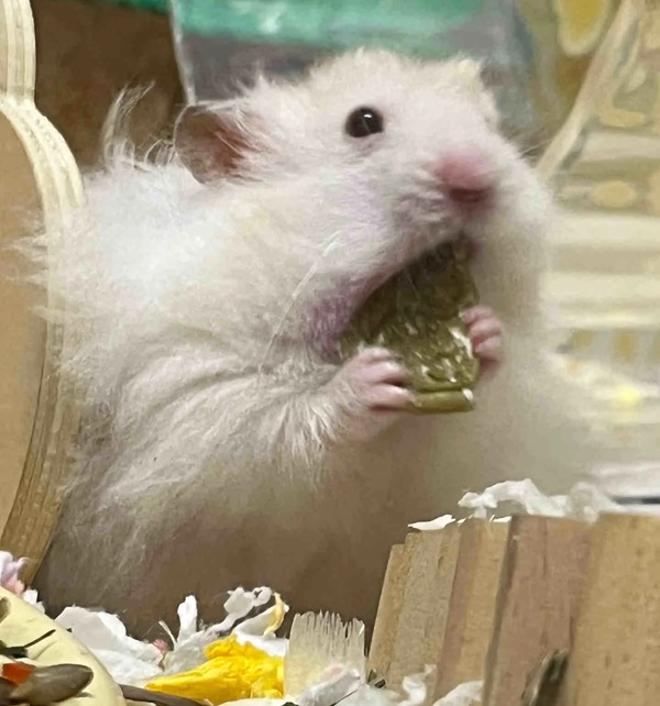 Meme Hamster Say Hi (37)