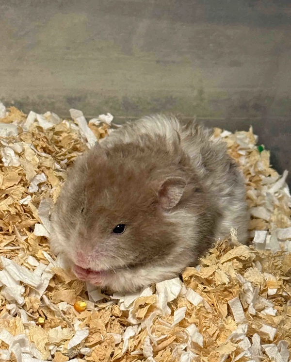 Meme Hamster Say Hi (38)