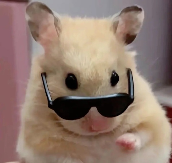 Meme Hamster Say Hi (4)