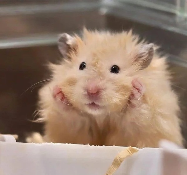 Meme Hamster Say Hi (6)