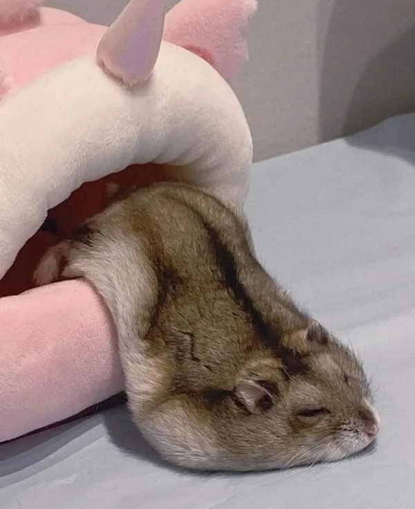 Meme Hamster Say Hi (8)