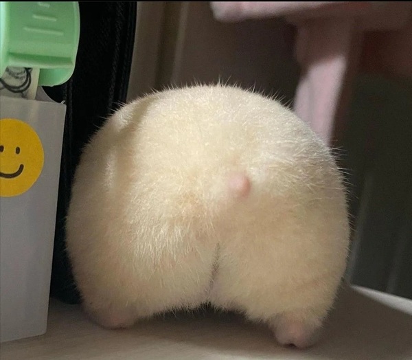 Meme Hamster Say Hi (9)