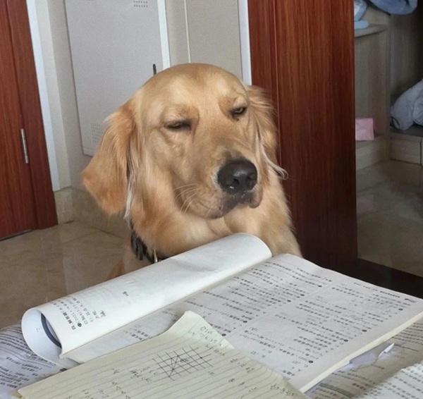 Meme học bài (27)