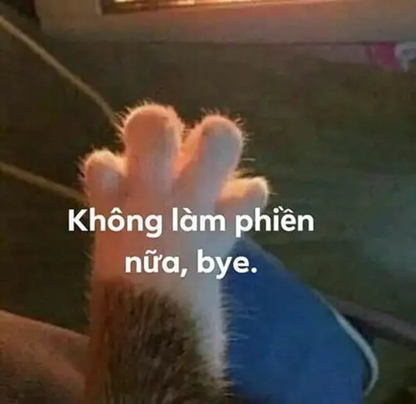 cáo từ meme (35)