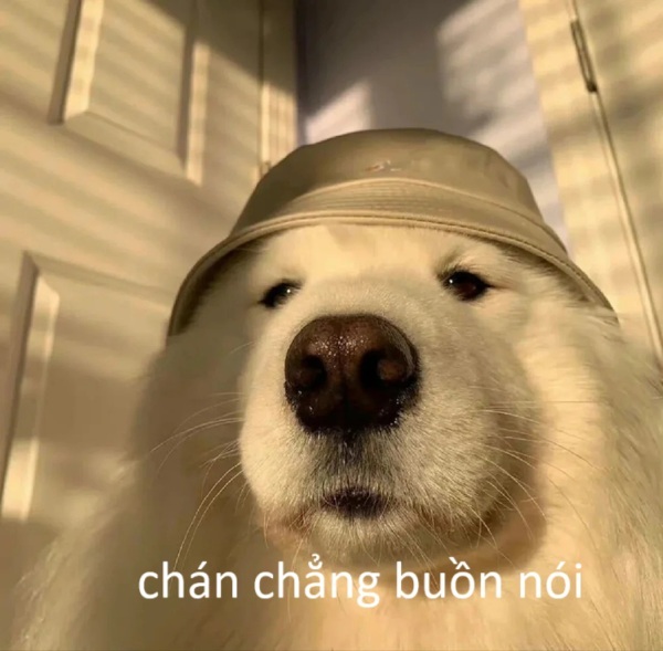 chán chẳng buồn nói meme