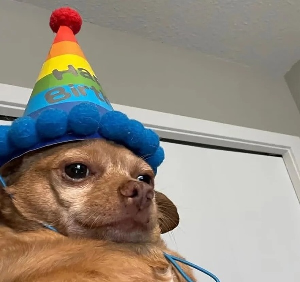Chihuahua meme 24