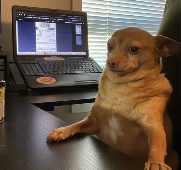 Chihuahua meme 25