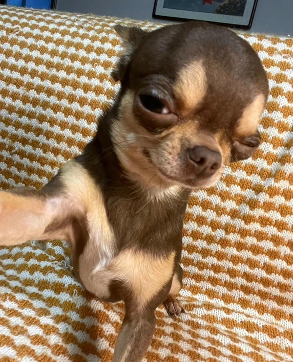 Chihuahua meme 33
