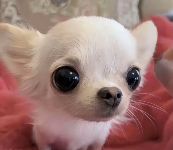 Chihuahua meme 42