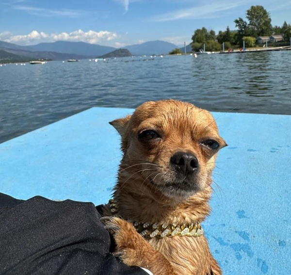 Chihuahua meme 49