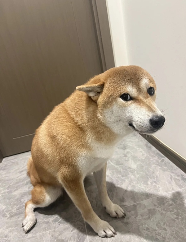 chó shiba meme