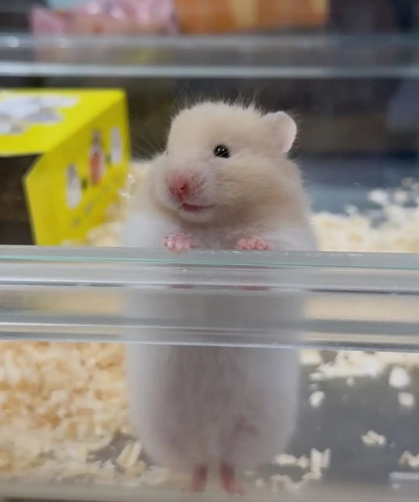 chuột hamster meme