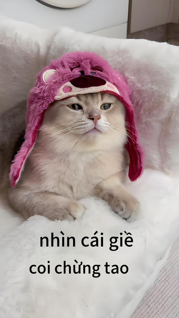 coi chừng tao meme 21