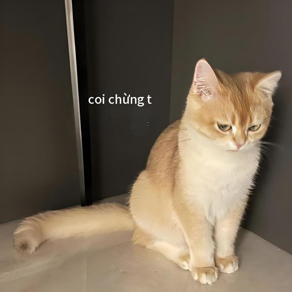 coi chừng tao meme 30