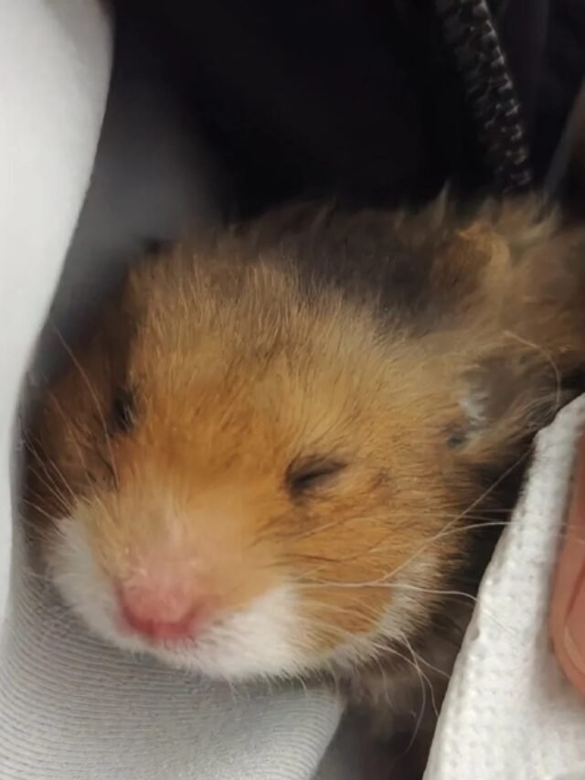 Meme Hamster Say Hi (27)