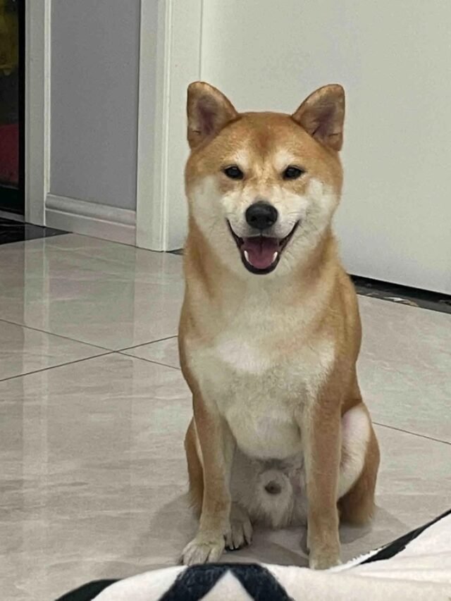 meme Shiba (33)