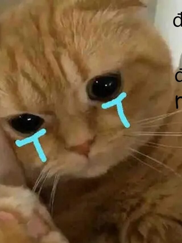 meme đau ở đây này 11